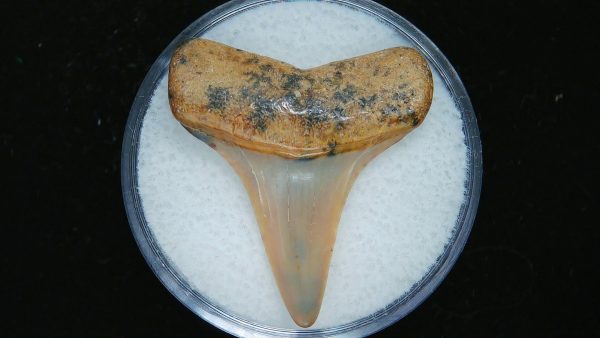 Genuine Pliocene Age Great White Shark Tooth Fossil for Sale from Belgium #15