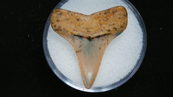 Genuine Pliocene Age Great White Shark Tooth Fossil for Sale from Belgium #15a