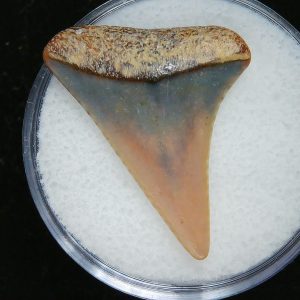 Genuine Pliocene Age Great White Shark Tooth Fossil for Sale from Belgium #16