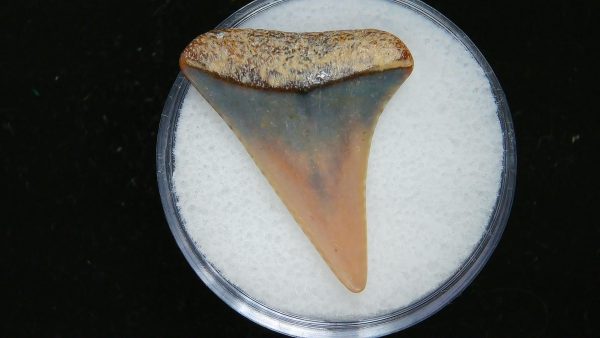 Genuine Pliocene Age Great White Shark Tooth Fossil for Sale from Belgium #16