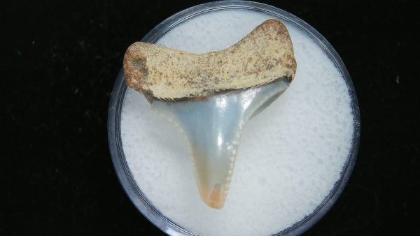 Genuine Pliocene Age Great White Shark Tooth Fossil for Sale from Belgium #17a