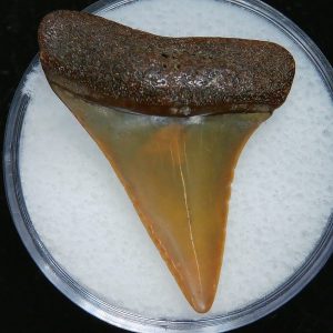 Genuine Pliocene Age Great White Shark Tooth Fossil for Sale from Belgium #18