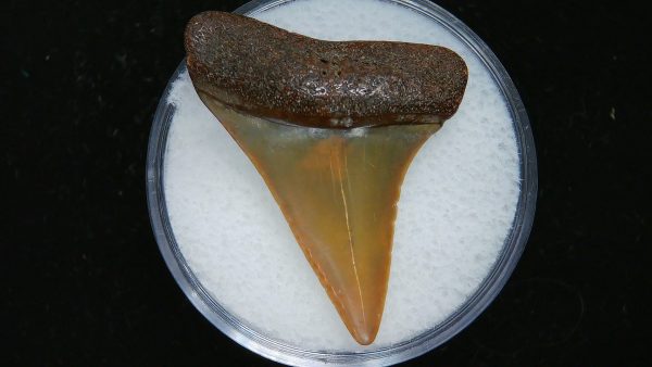 Genuine Pliocene Age Great White Shark Tooth Fossil for Sale from Belgium #18