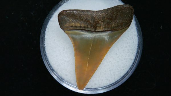 Genuine Pliocene Age Great White Shark Tooth Fossil for Sale from Belgium #18a