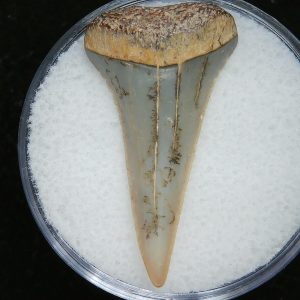 Genuine Pliocene Age Great White Shark Tooth Fossil for Sale from Belgium #19