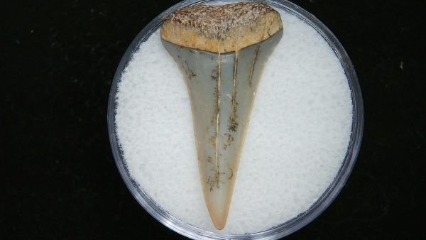 Genuine Pliocene Age Great White Shark Tooth Fossil for Sale from Belgium #19