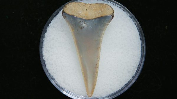 Genuine Pliocene Age Great White Shark Tooth Fossil for Sale from Belgium #19a