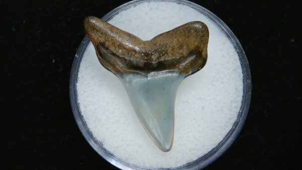 Genuine Pliocene Age Great White Shark Tooth Fossil for Sale from Belgium #1a