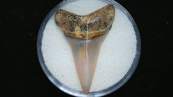 Genuine Pliocene Age Great White Shark Tooth Fossil for Sale from Belgium #2