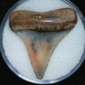 Genuine Pliocene Age Great White Shark Tooth Fossil for Sale from Belgium #20