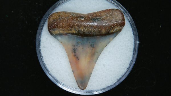 Genuine Pliocene Age Great White Shark Tooth Fossil for Sale from Belgium #20