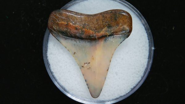 Genuine Pliocene Age Great White Shark Tooth Fossil for Sale from Belgium #20a