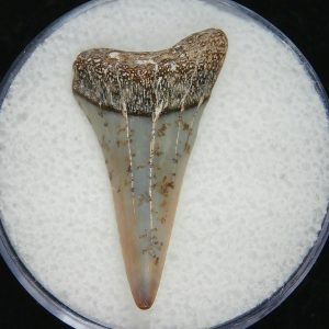 Genuine Pliocene Age Great White Shark Tooth Fossil for Sale from Belgium #21