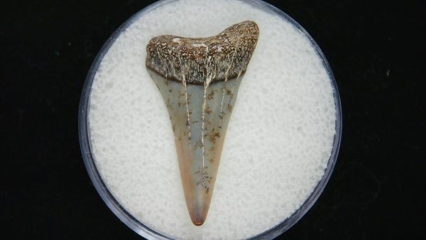 Genuine Pliocene Age Great White Shark Tooth Fossil for Sale from Belgium #21