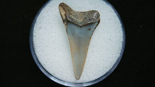 Genuine Pliocene Age Great White Shark Tooth Fossil for Sale from Belgium #21a