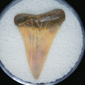 Genuine Pliocene Age Great White Shark Tooth Fossil for Sale from Belgium #22