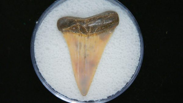 Genuine Pliocene Age Great White Shark Tooth Fossil for Sale from Belgium #22