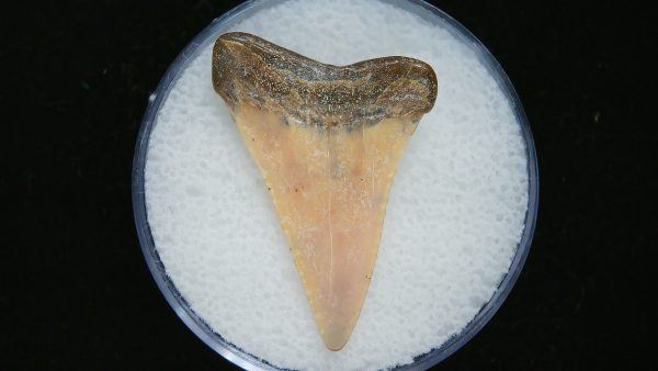 Genuine Pliocene Age Great White Shark Tooth Fossil for Sale from Belgium #22a