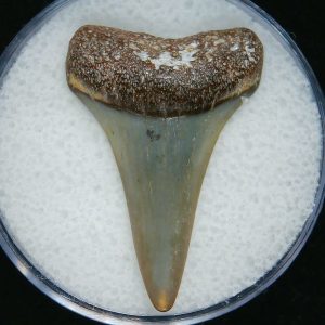 Genuine Pliocene Age Great White Shark Tooth Fossil for Sale from Belgium #23