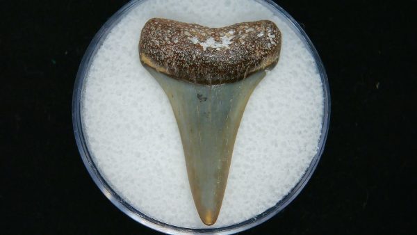 Genuine Pliocene Age Great White Shark Tooth Fossil for Sale from Belgium #23