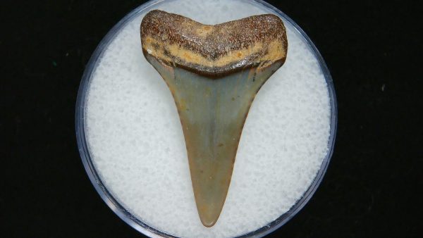 Genuine Pliocene Age Great White Shark Tooth Fossil for Sale from Belgium #23a