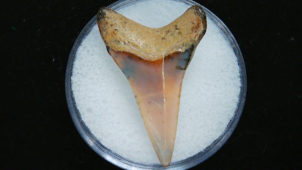 Genuine Pliocene Age Great White Shark Tooth Fossil for Sale from Belgium #2a