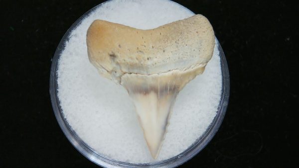 Genuine Pliocene Age Great White Shark Tooth Fossil for Sale from Belgium #3a