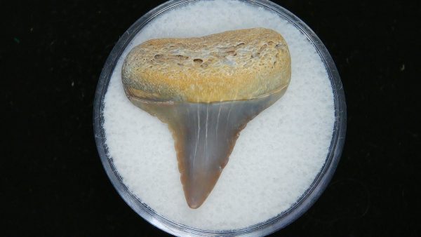 Genuine Pliocene Age Great White Shark Tooth Fossil for Sale from Belgium #4