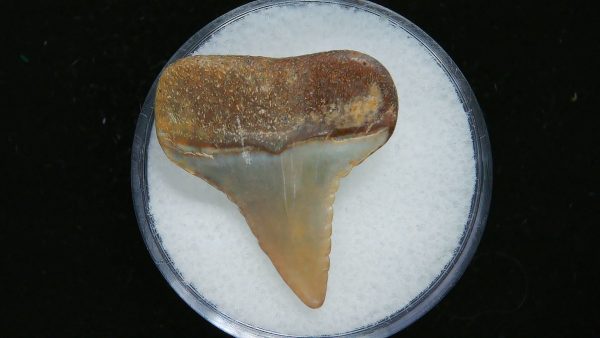 Genuine Pliocene Age Great White Shark Tooth Fossil for Sale from Belgium #4a