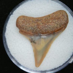 Genuine Pliocene Age Great White Shark Tooth Fossil for Sale from Belgium #5