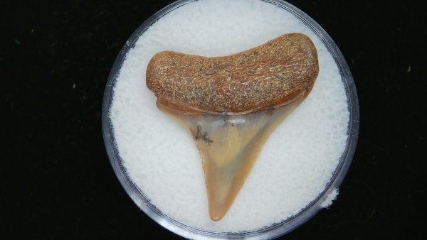 Genuine Pliocene Age Great White Shark Tooth Fossil for Sale from Belgium #5