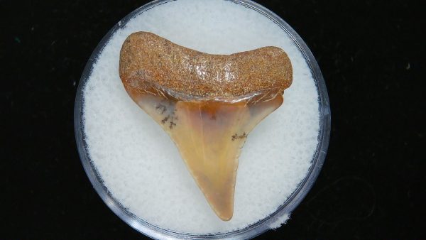 Genuine Pliocene Age Great White Shark Tooth Fossil for Sale from Belgium #5a