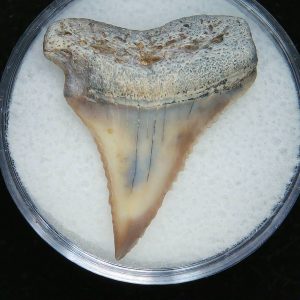 Genuine Pliocene Age Great White Shark Tooth Fossil for Sale from Belgium #6