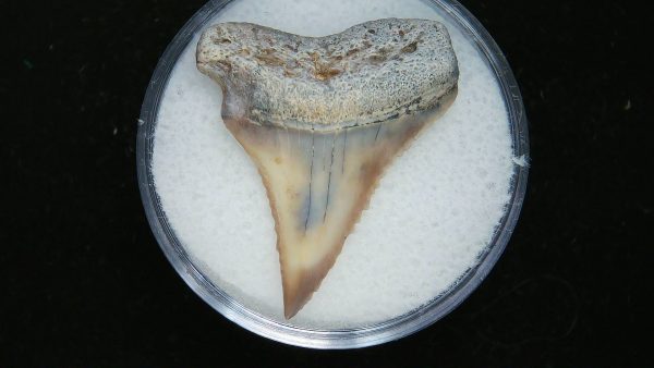 Genuine Pliocene Age Great White Shark Tooth Fossil for Sale from Belgium #6