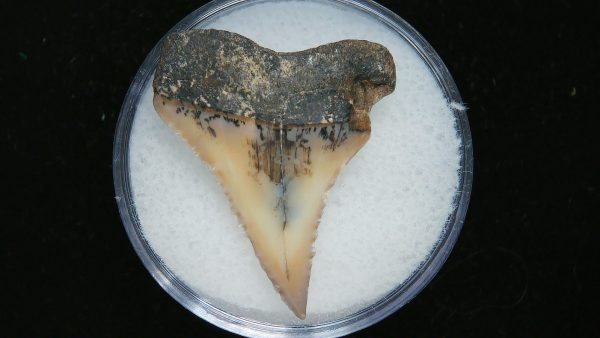 Genuine Pliocene Age Great White Shark Tooth Fossil for Sale from Belgium #6a