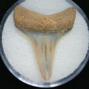 Genuine Pliocene Age Great White Shark Tooth Fossil for Sale from Belgium #7