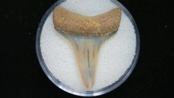 Genuine Pliocene Age Great White Shark Tooth Fossil for Sale from Belgium #7