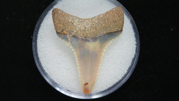 Genuine Pliocene Age Great White Shark Tooth Fossil for Sale from Belgium #7a