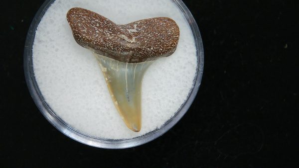 Genuine Pliocene Age Great White Shark Tooth Fossil for Sale from Belgium #8