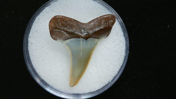 Genuine Pliocene Age Great White Shark Tooth Fossil for Sale from Belgium #8a