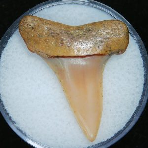 Genuine Pliocene Age Great White Shark Tooth Fossil for Sale from Belgium #9