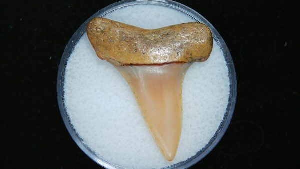 Genuine Pliocene Age Great White Shark Tooth Fossil for Sale from Belgium #9