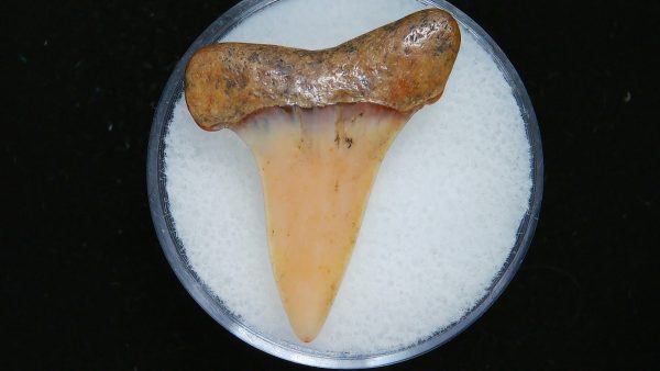 Genuine Pliocene Age Great White Shark Tooth Fossil for Sale from Belgium #9a