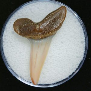 Genuine Pliocene Age Mako Shark Tooth Fossil for Sale from Belgium #1