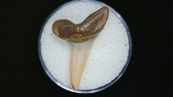 Genuine Pliocene Age Mako Shark Tooth Fossil for Sale from Belgium #1