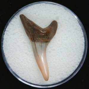 Genuine Pliocene Age Mako Shark Tooth Fossil for Sale from Belgium #10