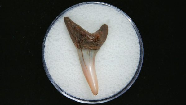 Genuine Pliocene Age Mako Shark Tooth Fossil for Sale from Belgium #10