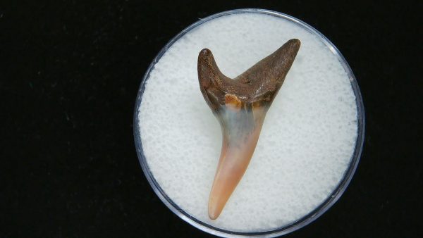 Genuine Pliocene Age Mako Shark Tooth Fossil for Sale from Belgium #10a