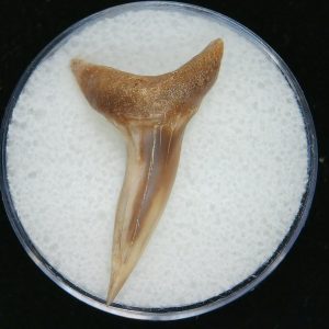 Genuine Pliocene Age Mako Shark Tooth Fossil for Sale from Belgium #11