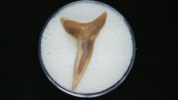 Genuine Pliocene Age Mako Shark Tooth Fossil for Sale from Belgium #11